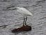 Koartzatxo txikia (Egretta garzetta) © Juana Oyanguren