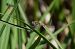 Sympetrum striolatum  - Ansola Ibarzabal
