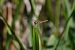 Sympetrum striolatum  - Ansola Ibarzabal