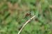 Sympetrum striolatum © Ansola Ibarzabal