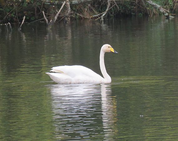 Beltxarga oihularia  - Alfredo Herrero