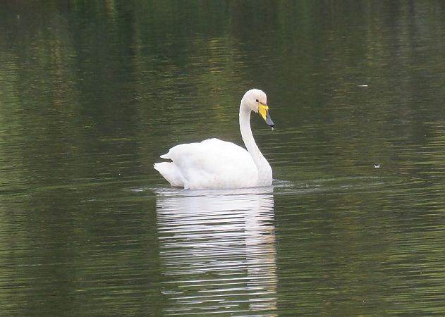 Beltxarga oihularia  - Alfredo Herrero