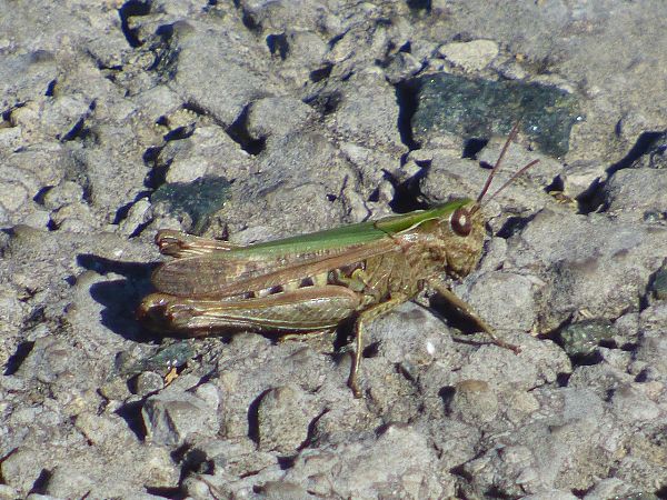 Omocestus sp.  - Serafín Alarcón