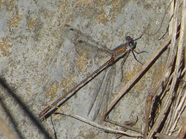 Chalcolestes viridis  - Serafín Alarcón