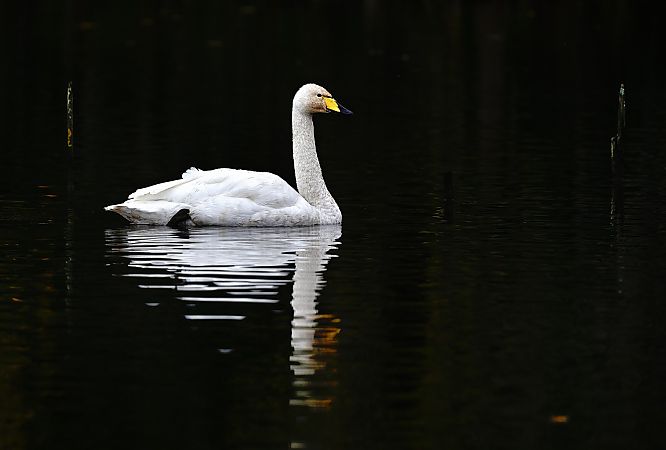 Beltxarga oihularia  - José F. Esparcia