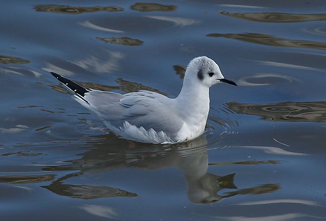 Chroicocephalus philadelphia  - Alfredo Valiente