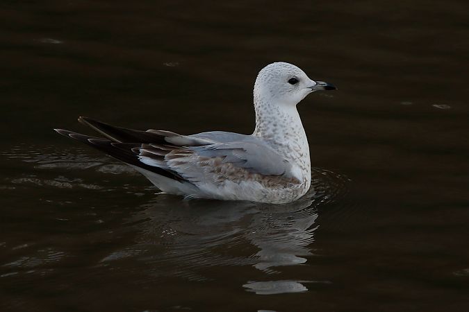 Kaio mokohoria  - Alfredo Valiente