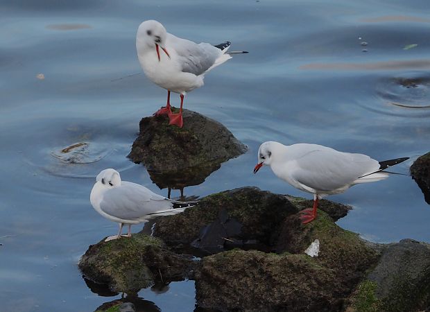 Chroicocephalus philadelphia  - Alfredo Valiente