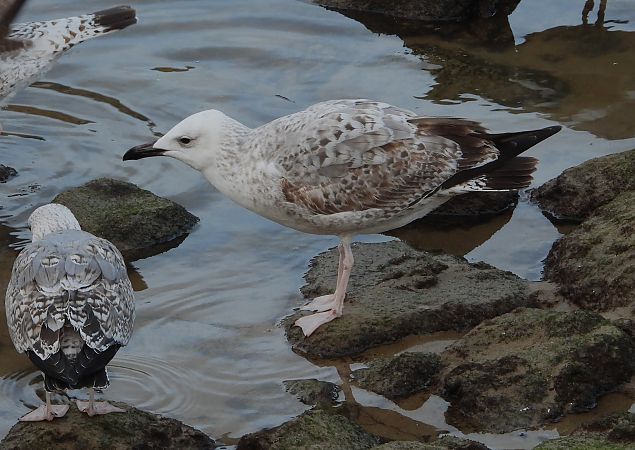 Larus cachinnans  - Alfredo Valiente