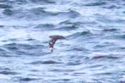 Stercorarius sp.  - Ivan Sarabia