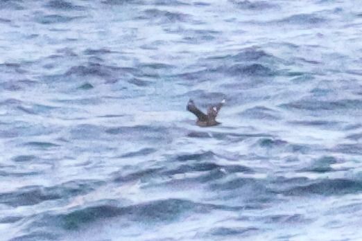 Stercorarius sp.  - Ivan Sarabia