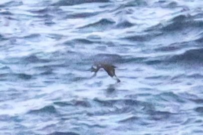 Stercorarius sp.  - Ivan Sarabia