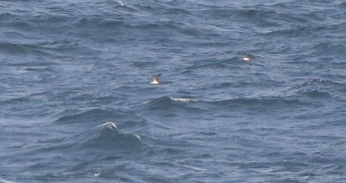 Puffinus yelkouan  - David Santamaría