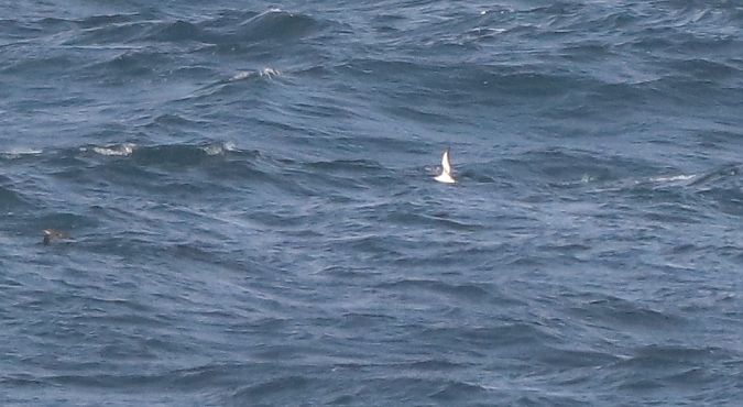 Puffinus yelkouan  - David Santamaría