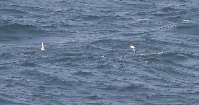 Puffinus yelkouan  - David Santamaría