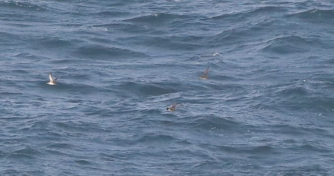 Puffinus yelkouan  - David Santamaría