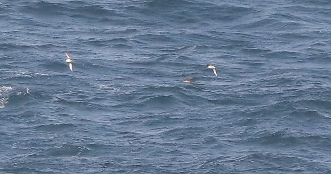 Puffinus yelkouan  - David Santamaría