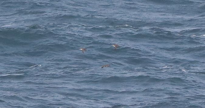 Puffinus yelkouan  - David Santamaría