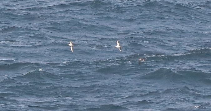 Puffinus yelkouan  - David Santamaría