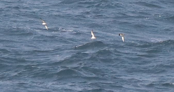 Puffinus yelkouan  - David Santamaría