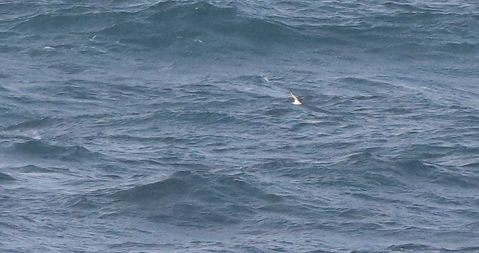 Puffinus yelkouan  - David Santamaría