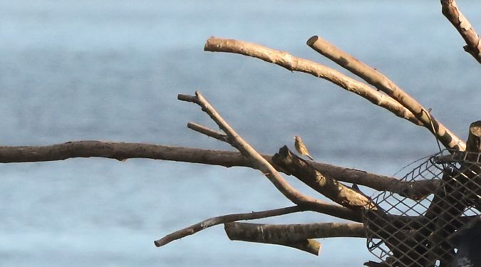 Anthus petrosus  - David Santamaría