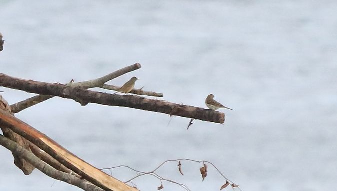 Pipit maritime  - David Santamaría