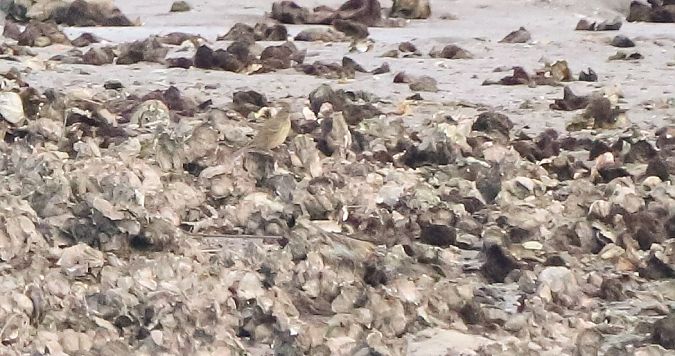 Anthus petrosus  - David Santamaría