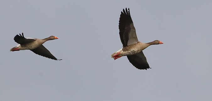 Ánsar Común  - David Santamaría