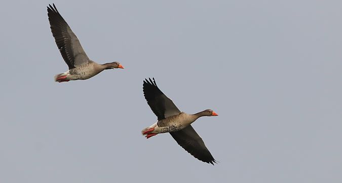 Antzara hankagorrizta  - David Santamaría