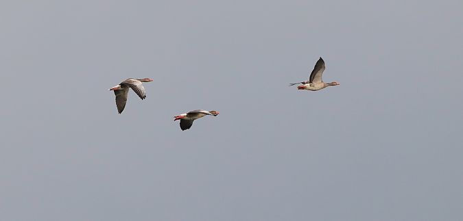 Antzara hankagorrizta  - David Santamaría