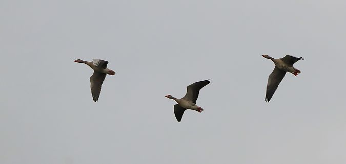 Antzara hankagorrizta  - David Santamaría