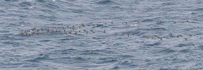 Ahate buztanluzea  - David Santamaría