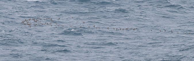 Ahate buztanluzea  - David Santamaría