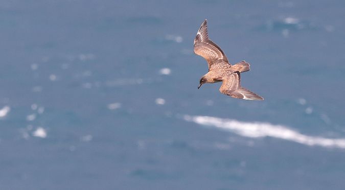 Págalo Grande  - David Santamaría