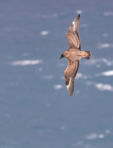Stercorarius skua  - David Santamaría