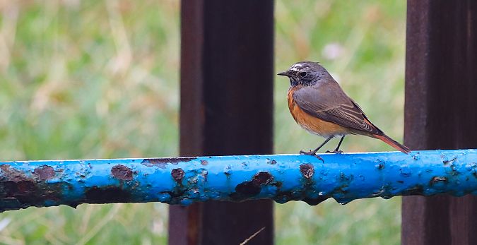 Buztangorri argia  - David Santamaría