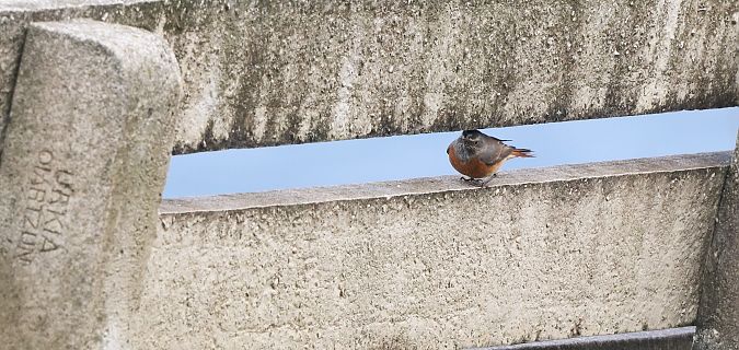 Buztangorri argia  - David Santamaría