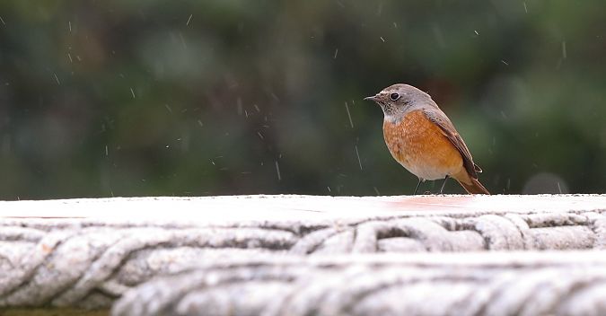 Buztangorri argia  - David Santamaría