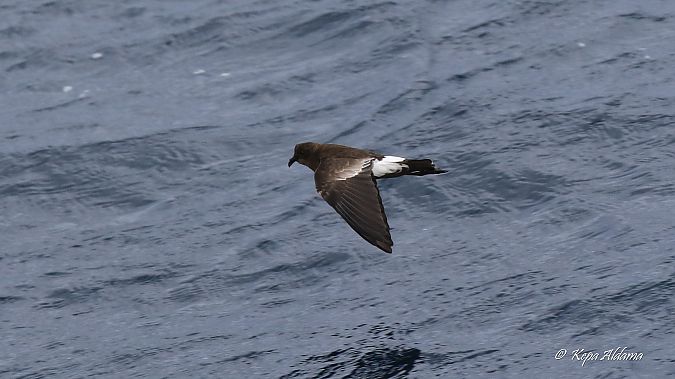 Oceanites oceanicus  - Kepa Aldama