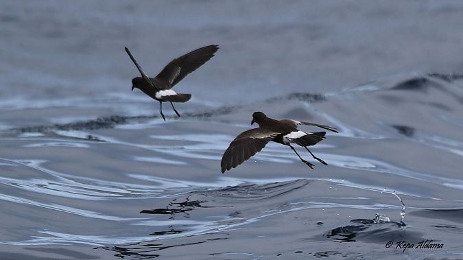 Oceanites oceanicus  - Kepa Aldama