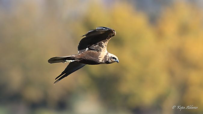 Western Marsh Harrier  - Kepa Aldama
