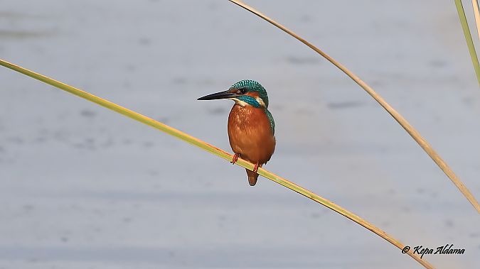 Common Kingfisher  - Kepa Aldama