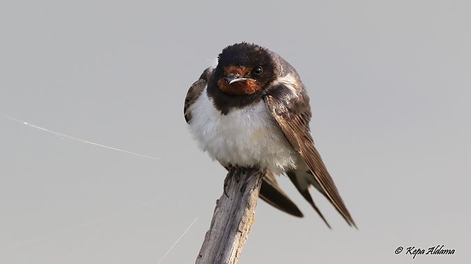Barn Swallow  - Kepa Aldama
