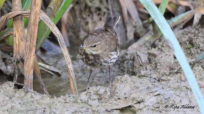 Water Pipit  - Kepa Aldama