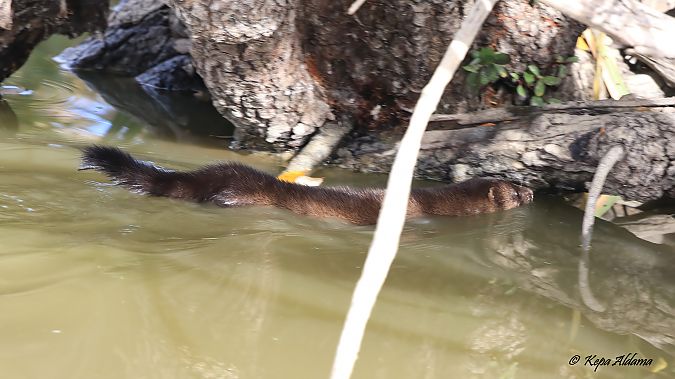 European Mink  - Kepa Aldama