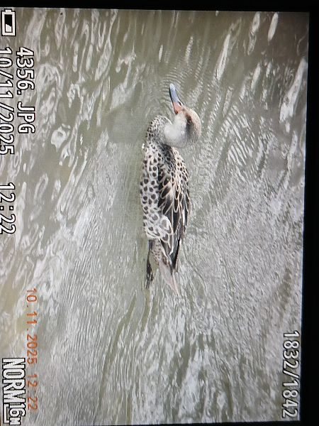 Zertzeta arrunta  - Jose Ramon Labrador Rodriguez