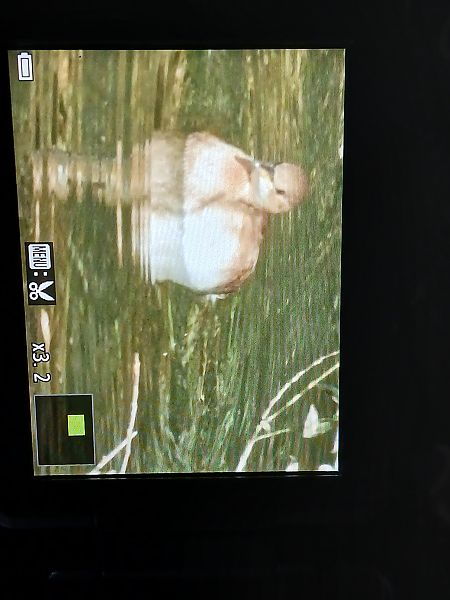 Txilinporta txikia  - Jose Ramon Labrador Rodriguez