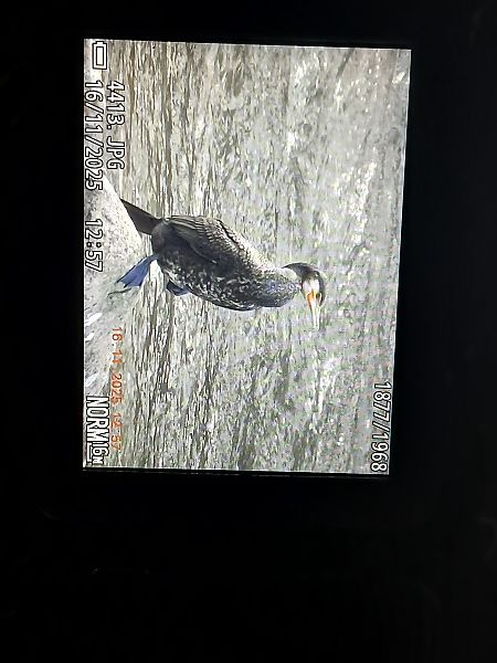 Ubarroi handia  - Jose Ramon Labrador Rodriguez