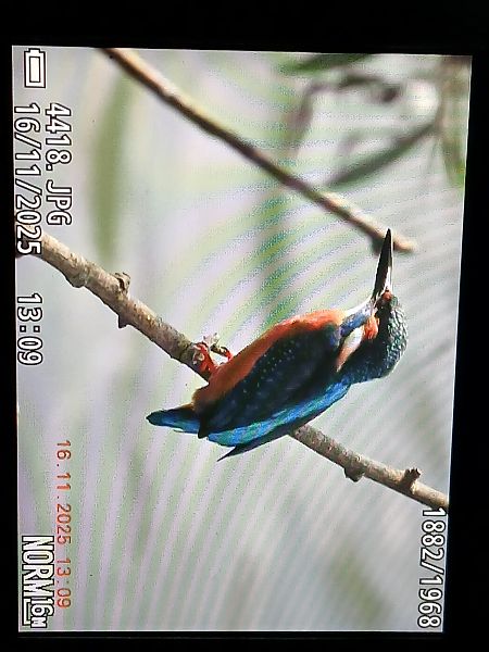 Martin arrantzalea  - Jose Ramon Labrador Rodriguez